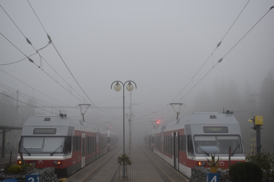 425 954-5
